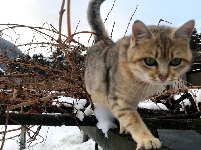 Gatto in vigna 